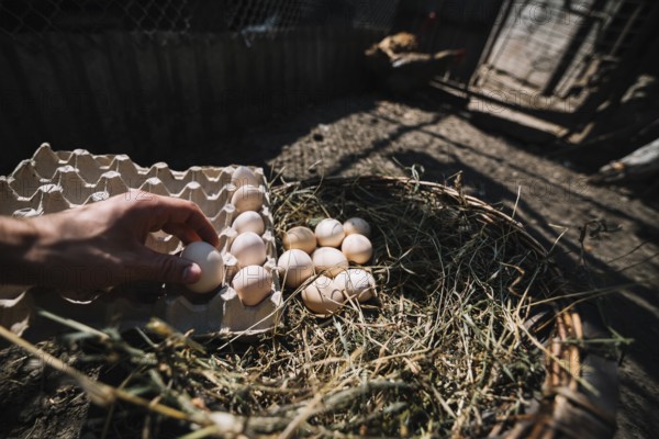 Man placing hatch eggs from nest into carton