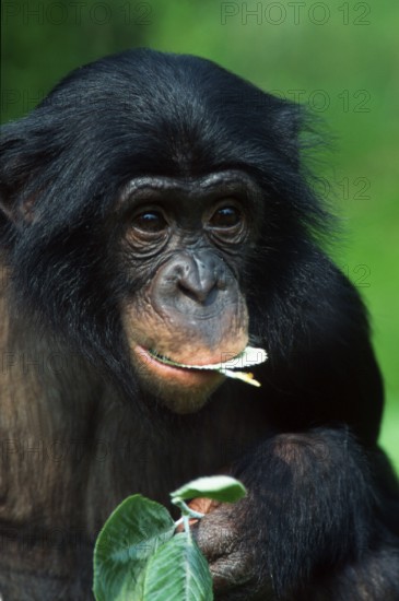 Bonobo (Pan paniscus), bonobo