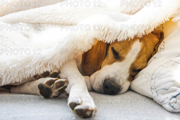 Adorable beagle dog sleeps on a sofa under blanket. Dog bright background. Canine concept