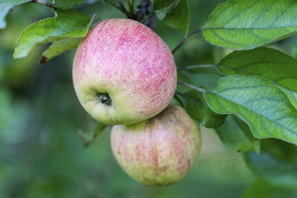 Finkenwerder Herbstprinz, apple, old variety, Germany, Europe