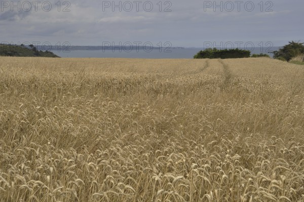 Vast golden wheat field under a cloudy sky with a distant horizon
