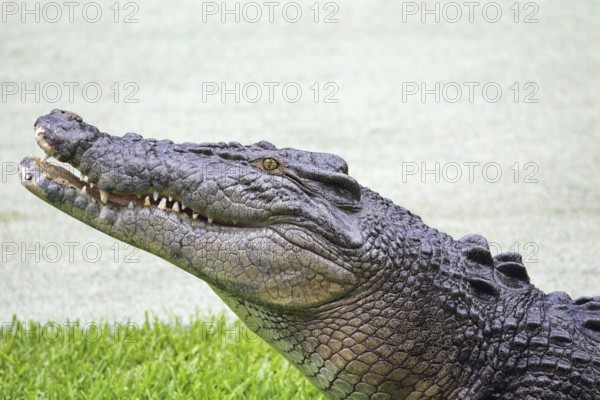 Saltwater crocodile (Crocodylus porosus) in Queensland, Australia, Oceania