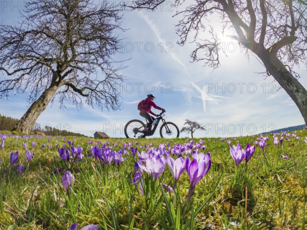 Cheerful young woman riding her electric mountain bike in a meadow with colourful blossoming crocuses in springtime