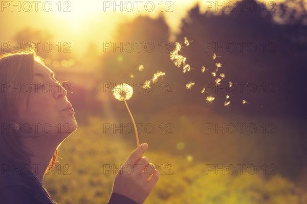 Cut out of a young woman which is blowing dandelion in the evening sun