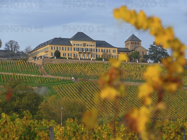 Johannisberg Castle, Winery, Riesling Cultivation, Geisenheim, Rheingau, Hesse, Germany, Europe