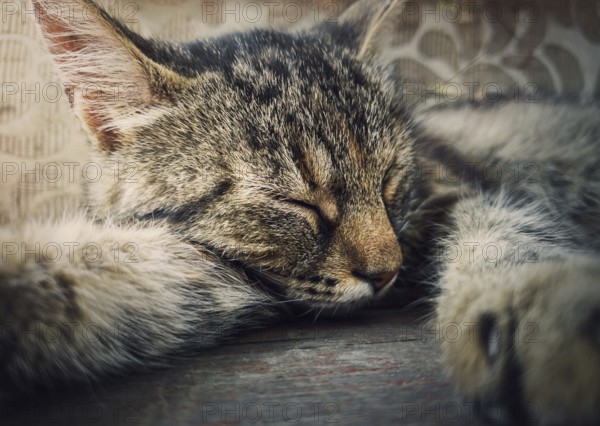 Sleeping cat close-up portrait. Cute brown striped kitten take a nap. Lovely and lazy tomcat resting, lay with closed eyes