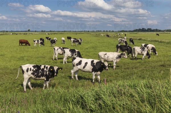 Black and white Holstein Friesian cattle (mostly heifers) on a pasture near Meggerdorf in the Eider-Treene-Sorge depression in Schleswig-Holstein, Germany, Europe