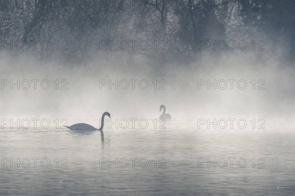Mute swan (Cygnus olor) silhouette in the morning mist on the water of a lake. Bas-Rhin, Alsace, Grand Est, France, Europe