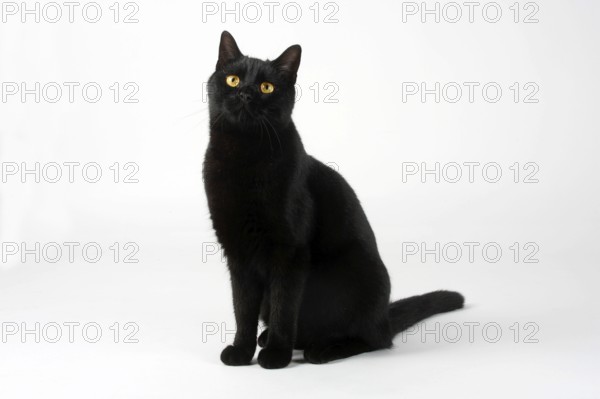 Domestic cat, male cat