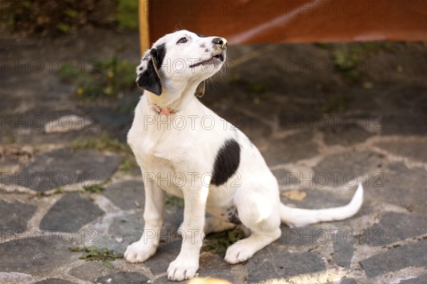 White and black Dog puppy with sad eyes sitting in the shelter, waiting for adoption, close-up portrait