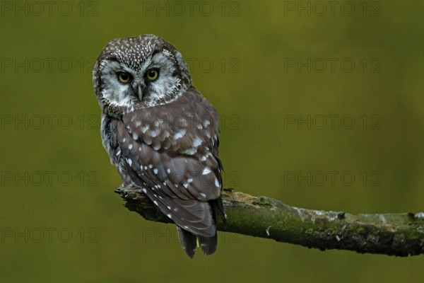 Tengmalm's owl sitting on a branch looking from behind