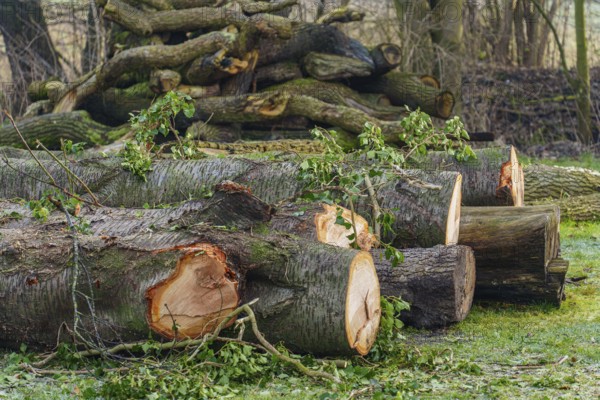 Felled tree trunks in a forest area with stacked pieces of wood, Velen, Münsterland, North Rhine-Westphalia, Germany, Europe