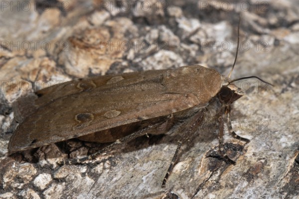 Mother moth butterfly with closed wings sitting on tree trunk looking right
