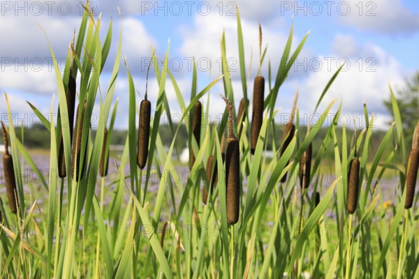 Typha latifolia, also called Bulrush or Common Cattail growing in a trench. Typha fiber has a potential to be novel, sustainable textile fiber
