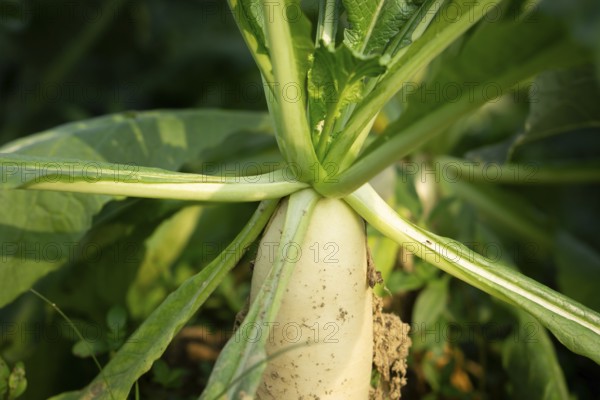 Close-up of white radishes growing in a garden bed, surrounded by lush green leaves. Sunlight illuminates the scene