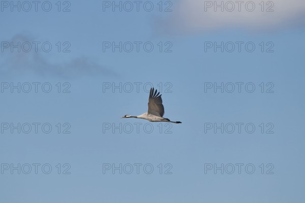 Crane (Grus grus) in elegant flight under a blue sky, Zingst, Bodden, Mecklenburg-Vorpommern, Germany, Europe