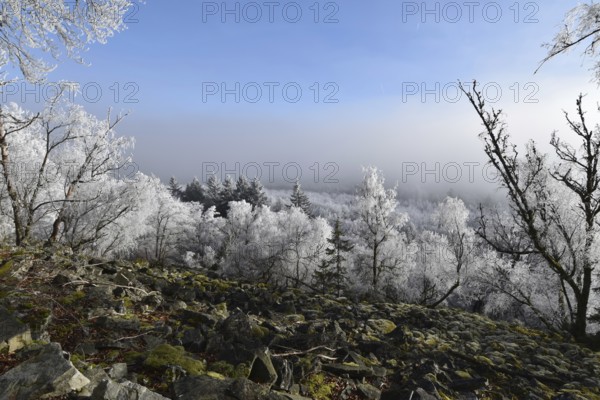 View from the summit ridge of the Mörschieder Burr in the Hunsrück-Hochwald National Park with rocks and hoarfrost on the trees on a sunny day with fog in the valley, Rhineland-Palatinate, Germany, Europe