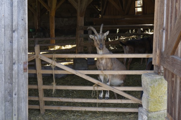 Goat in the historic sheepfold, Hohenloher Freilandmuseum, Museum, Wackershofen, Schwäbisch Hall-Wackershofen, Hohenlohe, Germany, Europe