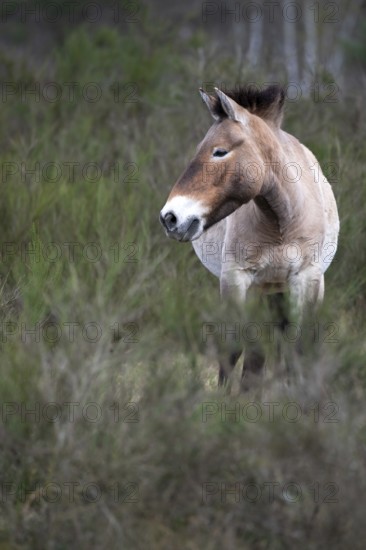Przewalski's horse (Equus przewalskii), single animal on a meadow at the edge of a forest, Döberitzer Heide, Brandenburg, Germany, Europe