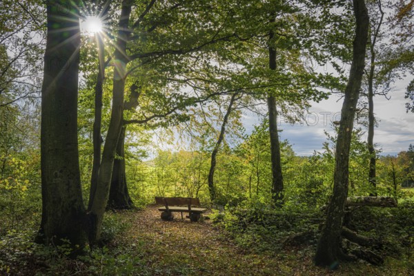 An empty park bench in the forest, flooded with warm rays of sunshine on an autumn day, Deilbachtal, Velbert, Mettmann, North Rhine-Westphalia