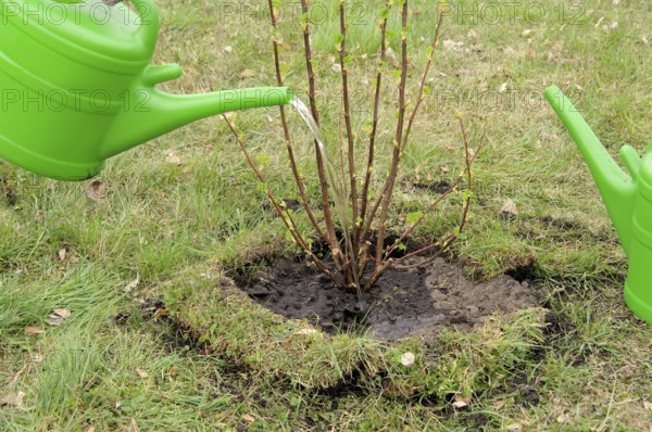 Watering a shrub, watering a shrub