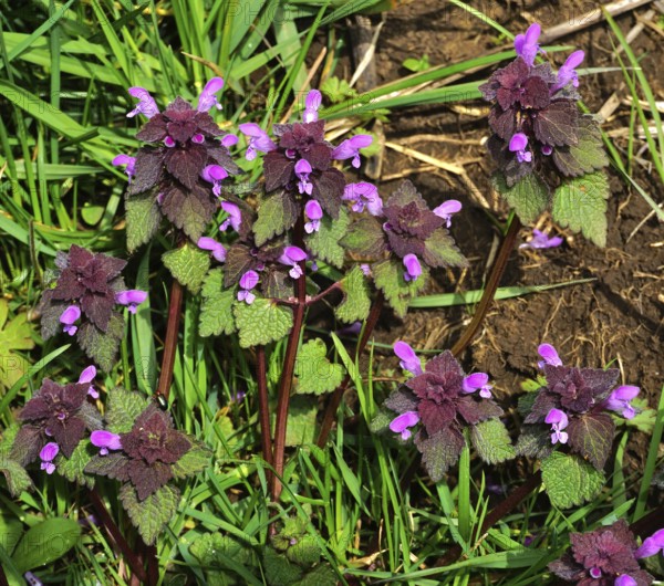 Purpurrote Taubnessel, Lamium purpureum, purple deadnettle, deadnettle, red deadnettle,, CONTINENT_