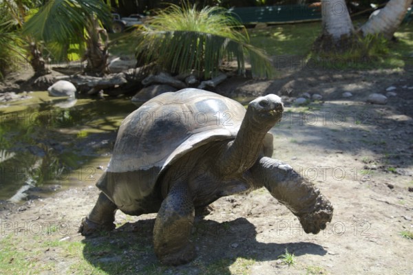 Giant tortoise on the Seychelles island of Curieuse