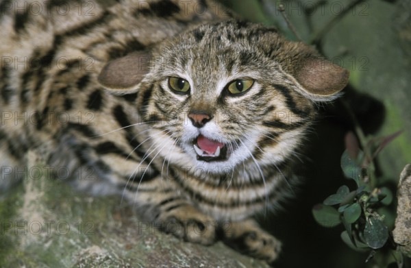 Black-footed cat (felis nigripes), adult growling, defensive posture