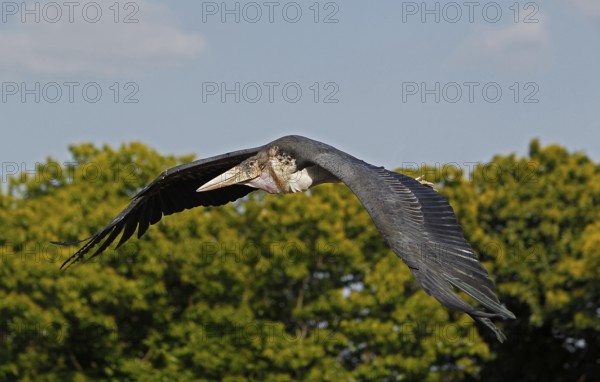 Marabou Stork (leptoptilos crumeniferus), Adult in Flight, Masai Mara Park in Kenya