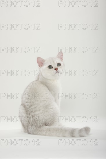 British shorthair cat, kitten, silver-shaded, BKH