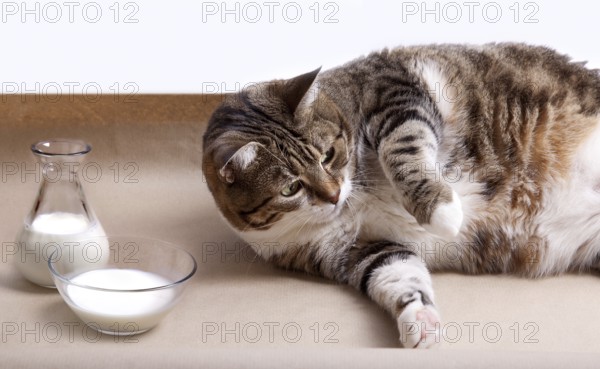 Fat cat with milk