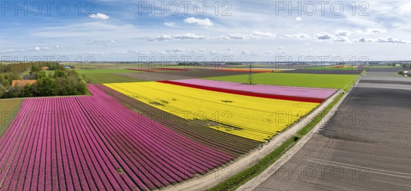 Aerial view of a beautiful landscape filled with colorful tulips