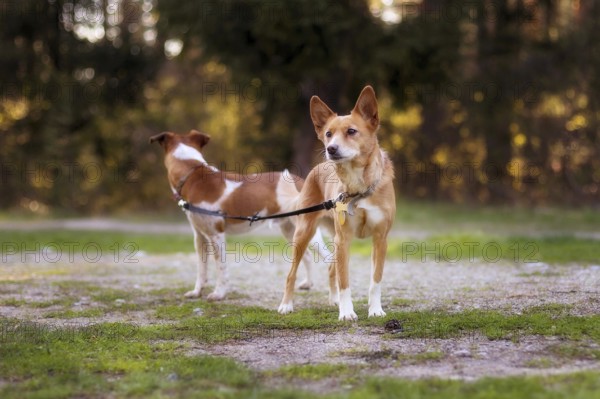 Two red-haired mongrel small dogs walking on one leash, outdoor portrait