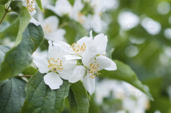 Flowers of a jasmine bush in early summer. iFlowers of Jasminum officinale, known as the common jasmine or just jasmine in early summer