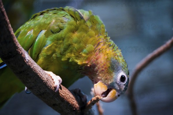 Parrot sitting on a branch and nibbling on something, Parrot, Jamaica Amazon 29664 Walsrode, Germany, Europe