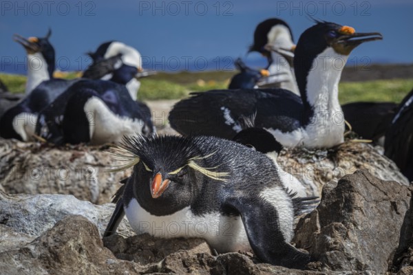 Rockhopper penguin (Eudyptes chrysocome) on its nest in a cormorant colony, Pebble Island, Falkland Islands, Great Britain, South Atlantic, South America