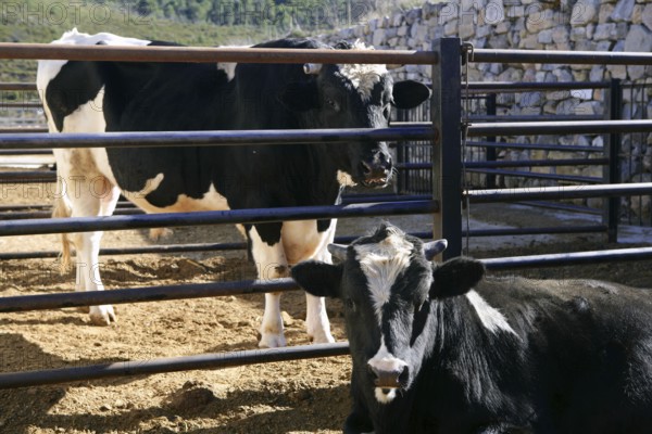 Friesian cow couple eating on the farm
