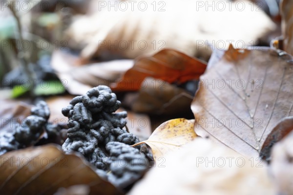 Earthworm (Lumbricidae), pile of faeces between leaves, North Rhine-Westphalia, Germany, Europe