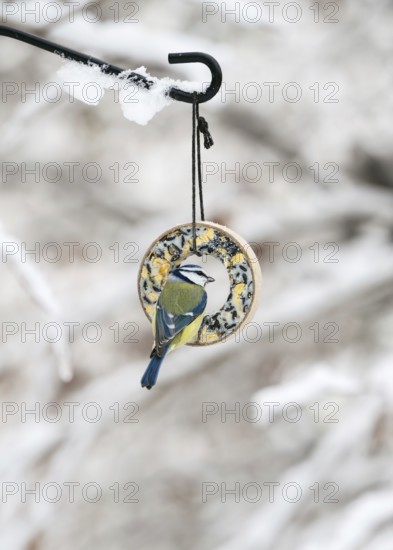 The little blue tit (Cyanistes caeruleus) sits on the bird feeder ring in the snow-covered winter garden. Biological, ecological feeding. Animal welfare concept