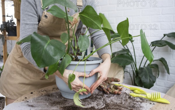 Repotting a home plant Philodendron Monstera deliciosa into a new pot in home interior. Caring for a potted plant, hands close-up