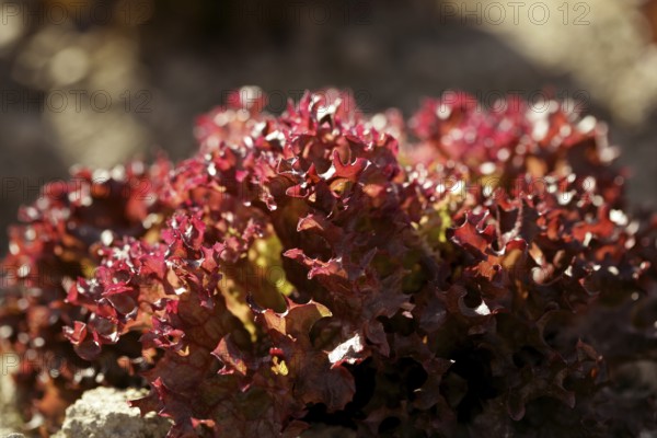 Red little baby lettuce in the fields from spain