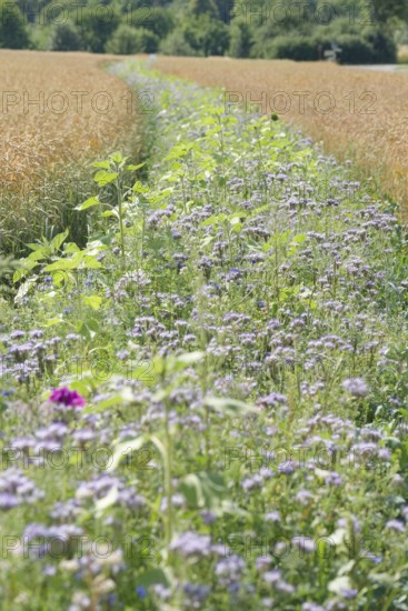 Flower strips in cereal fields, biodiversity, agriculture, agribusiness, Schöntal, Jagsttal, Jagst, phacelia, mallow, Hohenlohe, Heilbronn-Franken, Baden-Württemberg, Germany, Europe