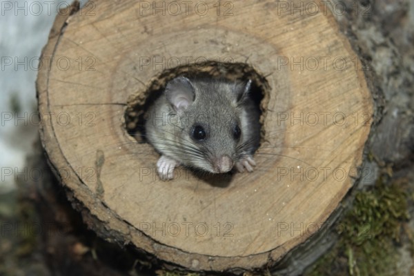 Dormouse looking out of a tree trunk from the front