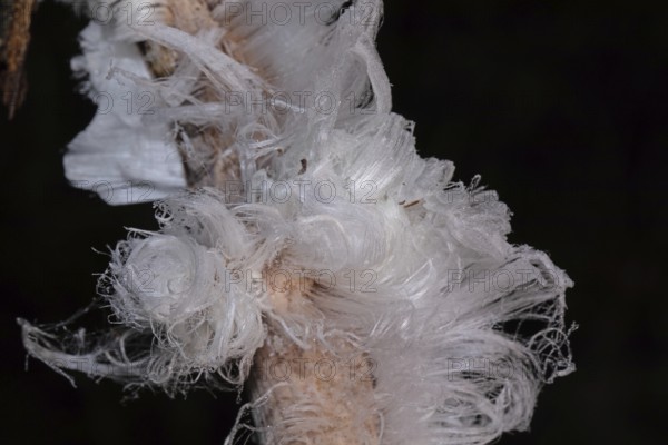Hair ice fruiting bodies white wavy ice needles on tree trunk