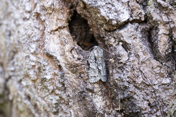 Golden-haired Bark Owl (Acronicta auricoma), sits perfectly camouflaged on bark, North Rhine-Westphalia, Germany, Europe