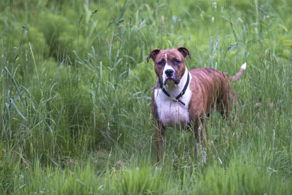 An American Staffordshire Terrier stands in a meadow