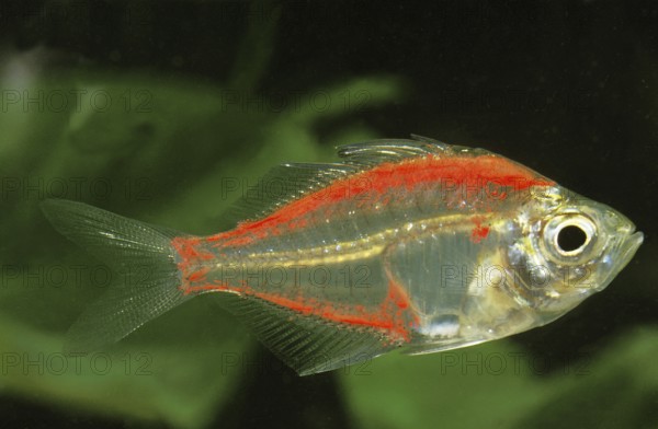 Parambassis ranga, 'Indian glass perch, Indian glass perch, Other animals, Fish, Perch-like, Animals, Glassfish, chanda ranga color, Adult