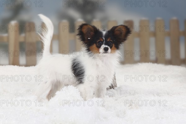 Papillon, puppy, 4 months, butterfly doggy, continental dwarf spaniel, sideways