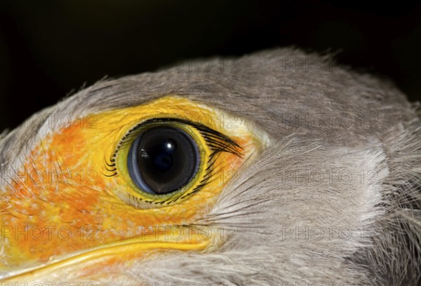 Secretary Bird (sagittarius serpentarius), Immature, Close up of Eye