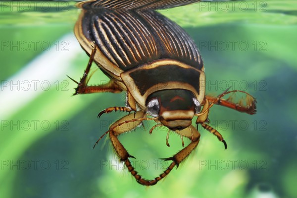 Great diving beetle (dytiscus marginalis), Dytiscidae, Other animals, Insects, Beetles, Animals, Great Diving Beetle, Adult in Water, Normandy